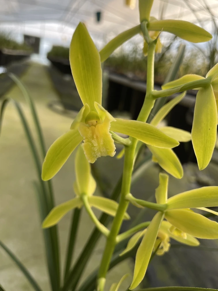 【美美兰亭】蕙兰浓香型苗好根壮兰花盆栽