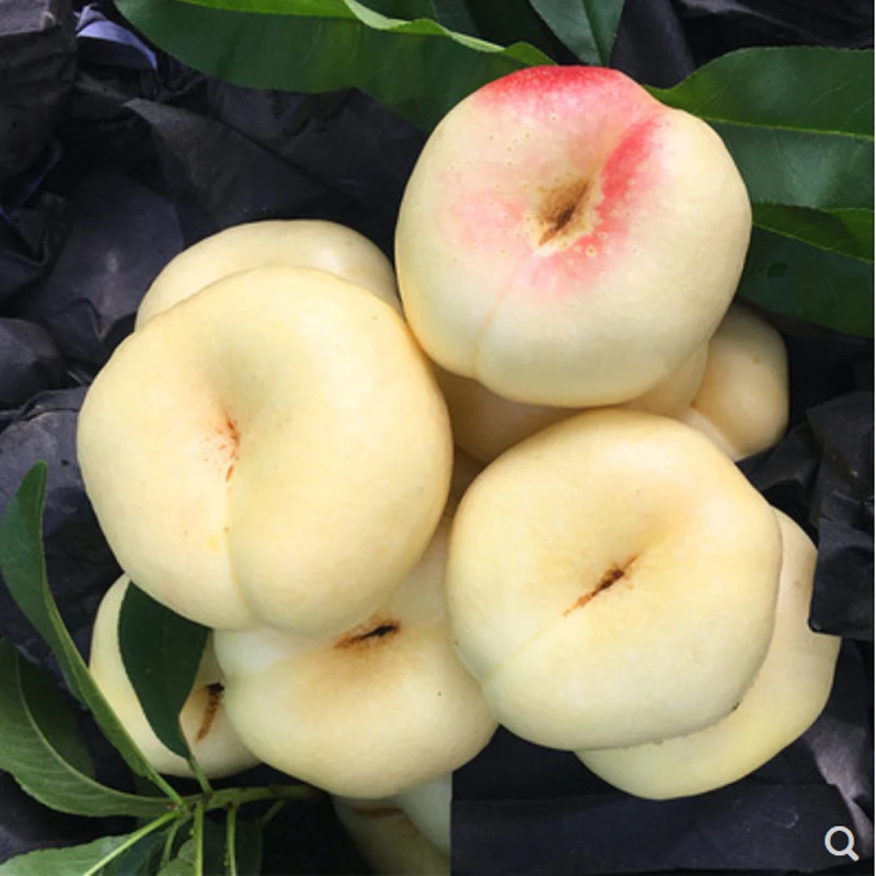 【喜农夫旗舰店】奶油油蟠桃约2斤-3斤装包邮到家