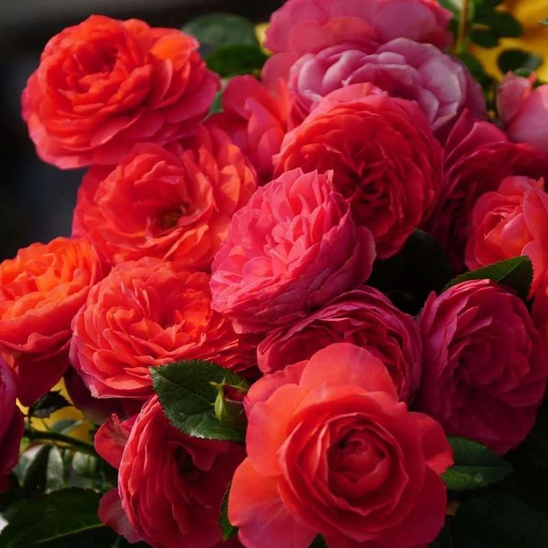 【红果汁】大盆红果汁月季玫瑰多季开花勤花丰花植物