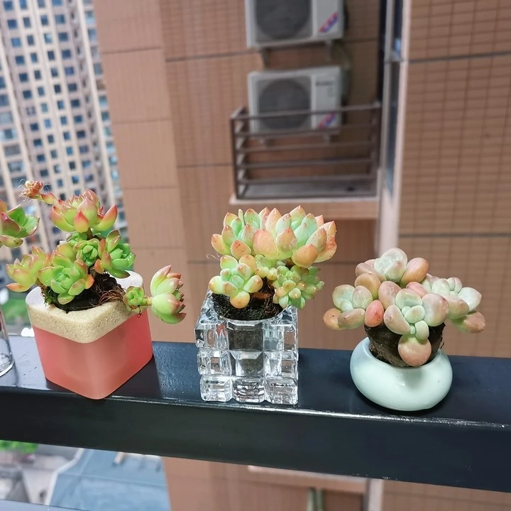 5701~5800云南精控养多肉小老桩,满28元包邮6月10日