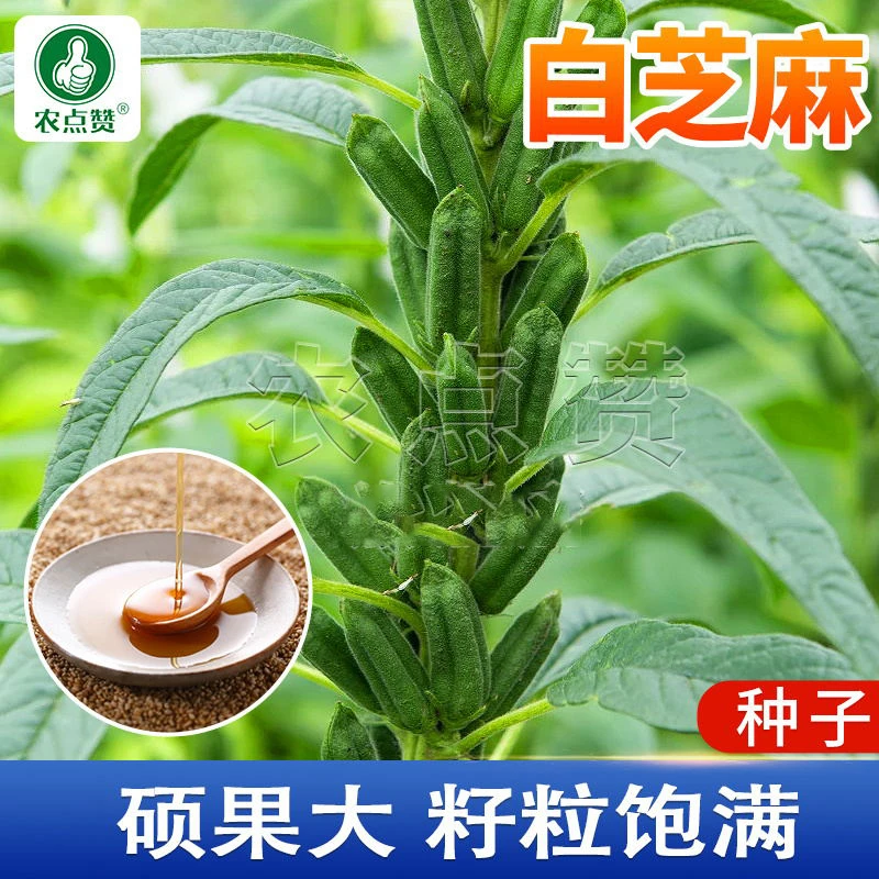 白芝麻种子 春夏季耐热蔬菜种子阳台庭院盆栽菜种子芝麻种籽春季