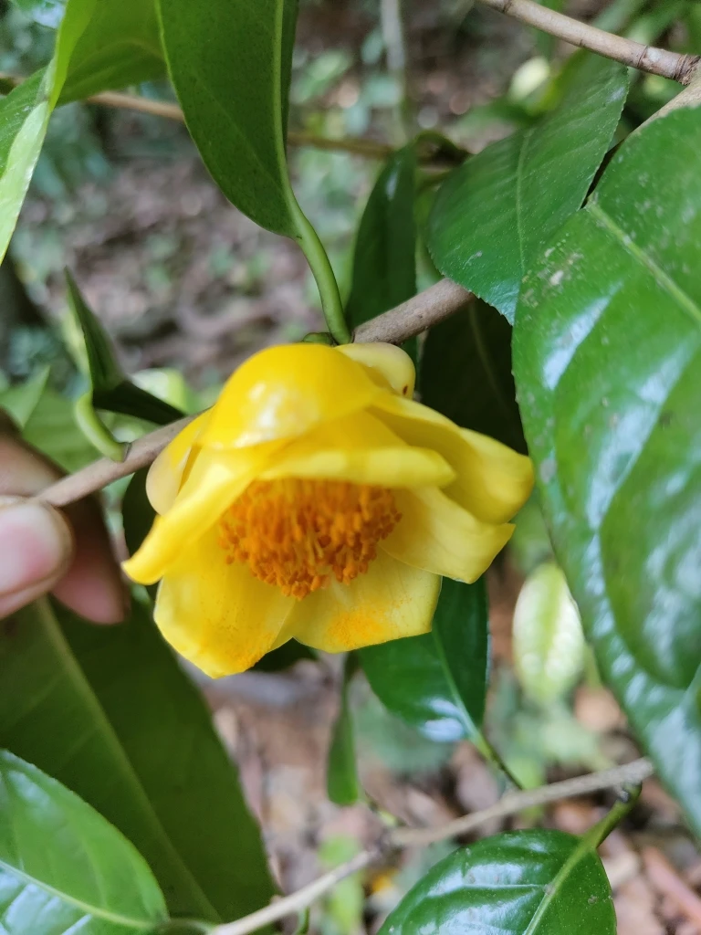 补差价补运费拍前联系私自下单不发货金花茶盆栽产地直发