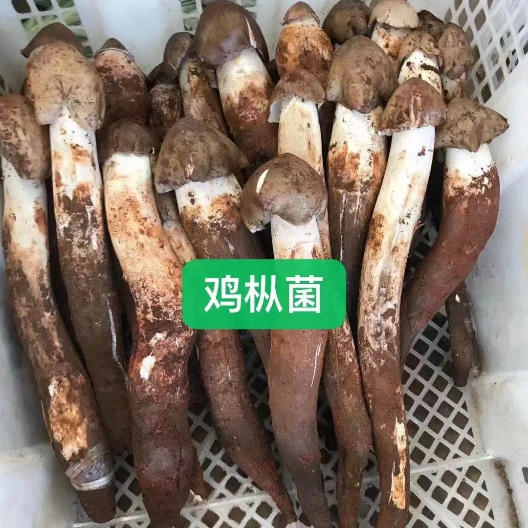 精品黑帽红土鸡枞菌500g