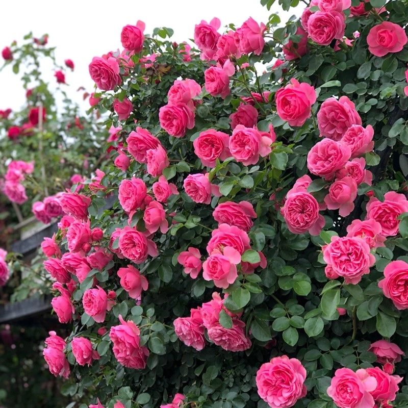 【粉色达芬奇】爬藤月季花苗 四季勤花耐寒品种