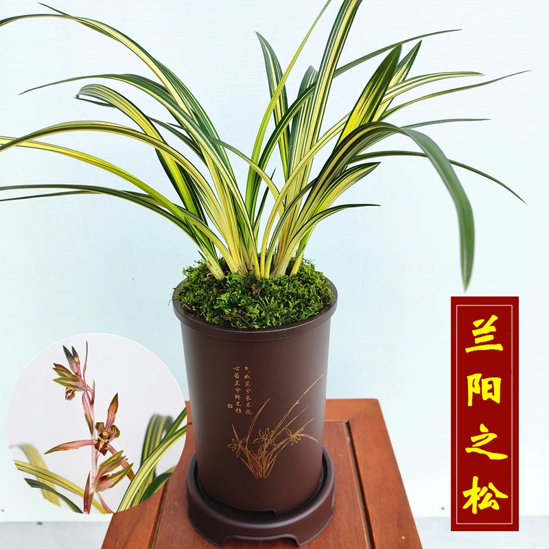 兰花墨兰铭品【兰阳之松】中透 金黄色叶 奇花叶艺花卉绿植盆栽