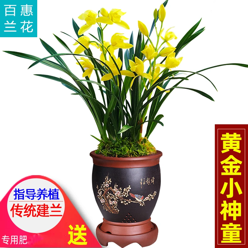 兰花苗【黄金小神童】鲜花建兰盆栽室内花卉绿植阳台兰草窗台兰花