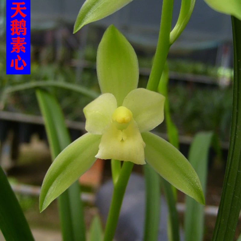 兰花 天鹅素 金边细叶建兰四季兰花苗盆栽兰浓香型的兰草