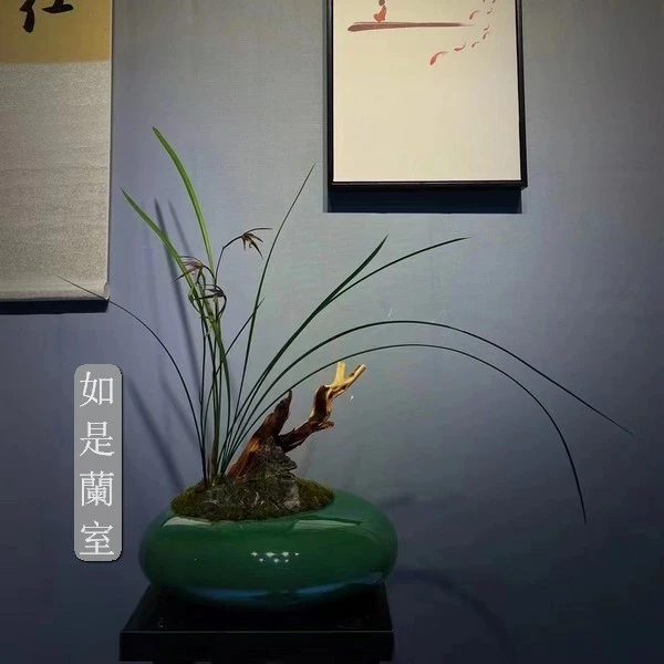 如是精选名贵兰花【大唐盛世、细叶寒兰】意境 一物一拍室内高档绿植