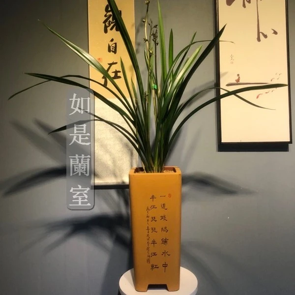 墨兰铭品【中华奇蝶】意境禅意空间书房办公室精选名贵兰花上等兰花