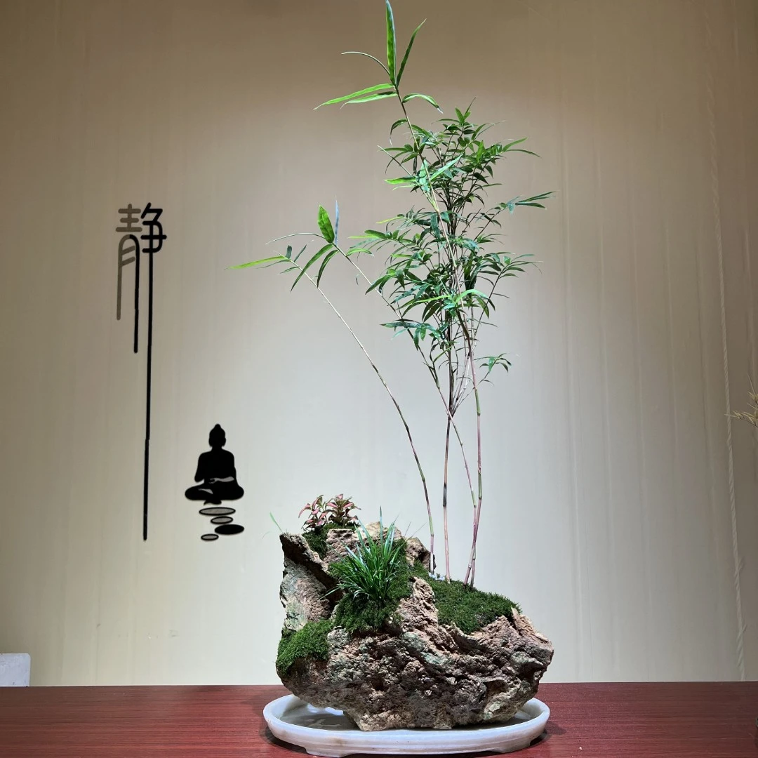 精选吸水石【红观音竹】禅意茶室办公室绿植好养护盆栽精品竹子展示
