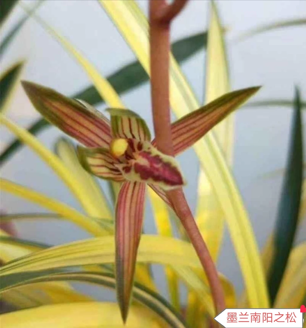 墨兰 花艺双全  南阳之松