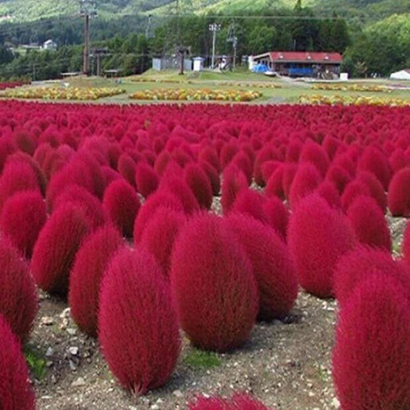 红地肤种子绿地肤扫帚草夏季耐热花籽阳台盆栽植庭院植物观叶花卉