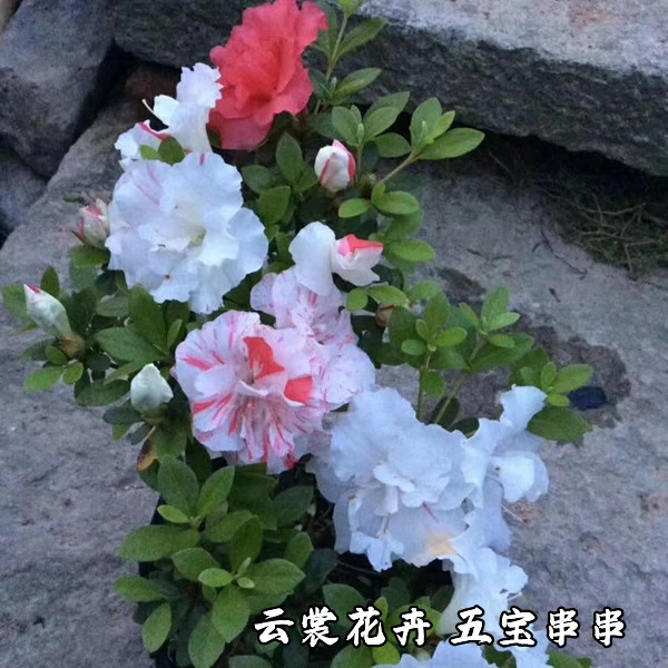 五宝绿珠宁波五宝绿珠五宝串串杜鹃花品种花卉盆栽多色系庭院品种