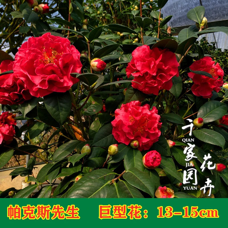 【帕克斯先生】大苹果茶花盆栽树苗巨型花朵花卉绿植办公庭院山茶