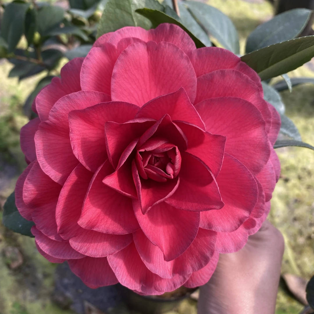 青叶贝拉大玫瑰红叶贝拉金华美女紫贝拉带盆包邮室内花卉绿植