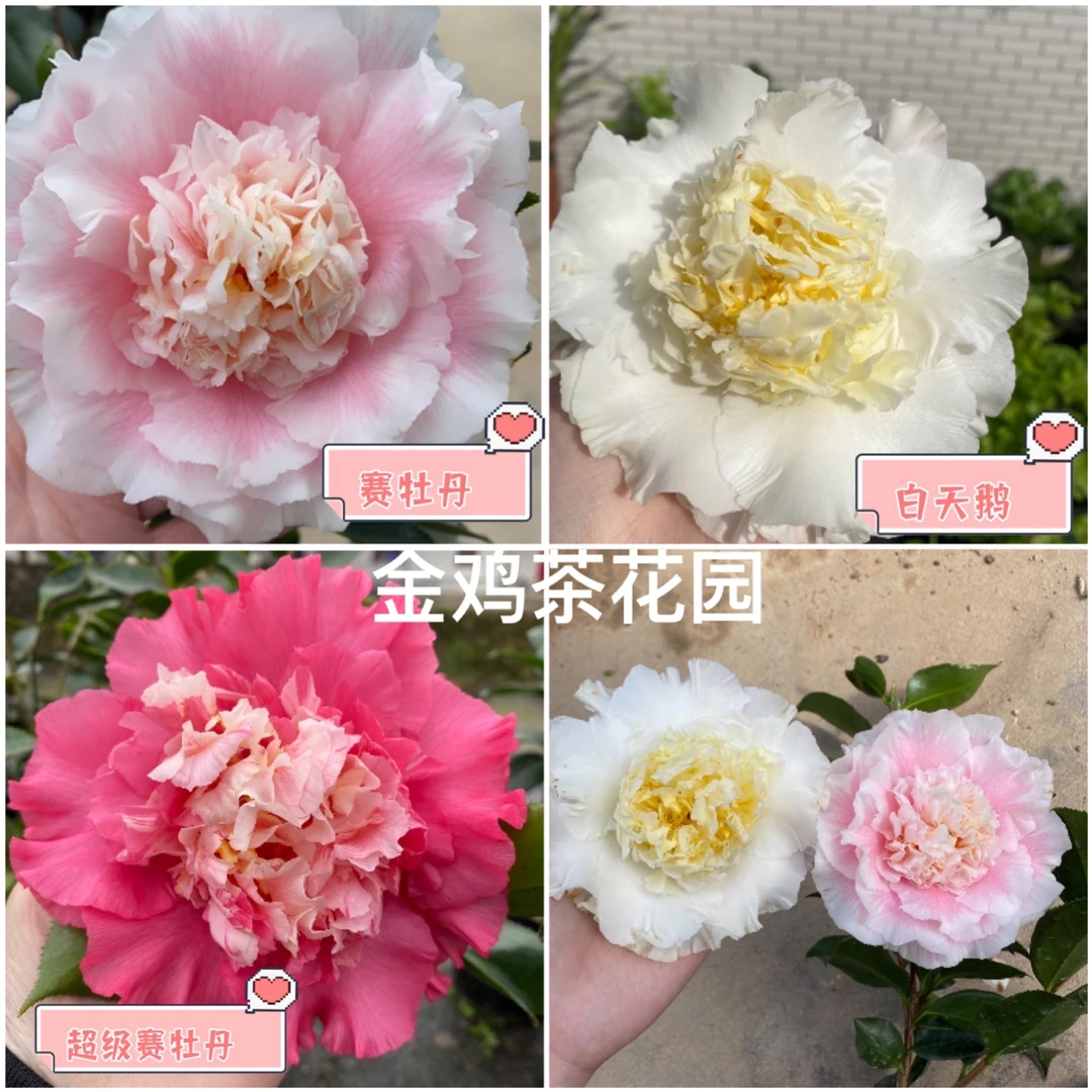 赛牡丹超级赛牡丹白天鹅经典三赛系列茶花盆栽花苗室外花卉植物