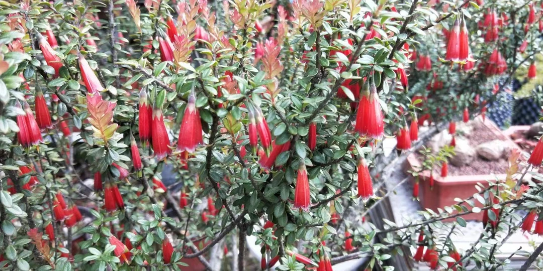 米叶五翅莓 吊金钟 树萝卜 高山杜鹃