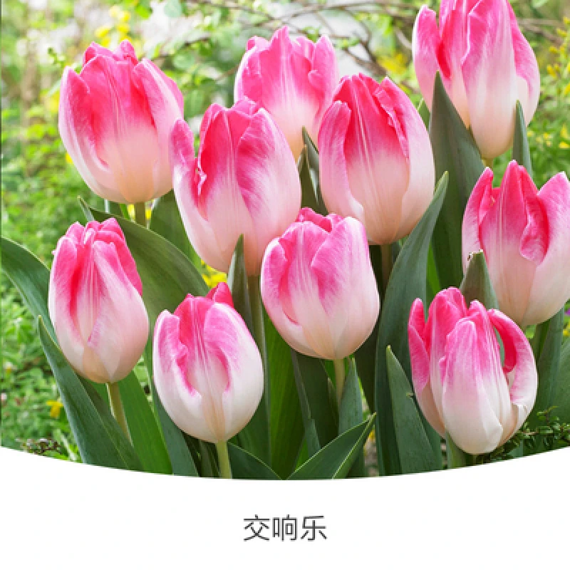 5颗进口郁金香种球盆栽球根花卉四季耐寒室内室外植物花苗花种子