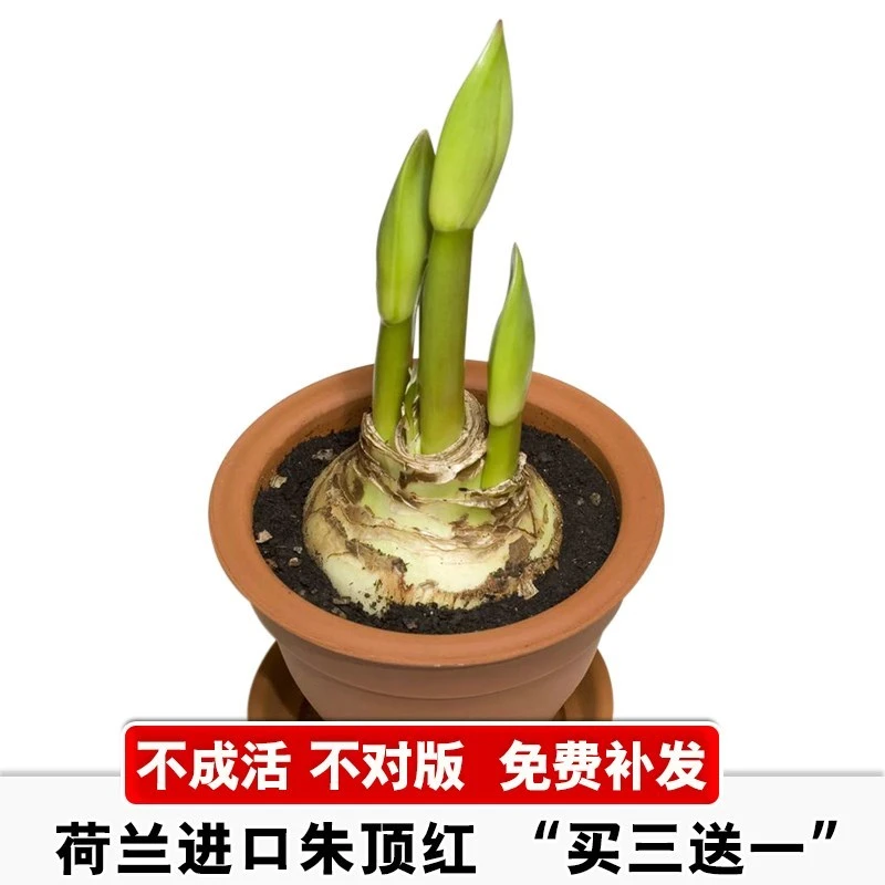 现货荷兰进口重瓣朱顶红超大种球多花苞四季好养活室内盆栽花种子