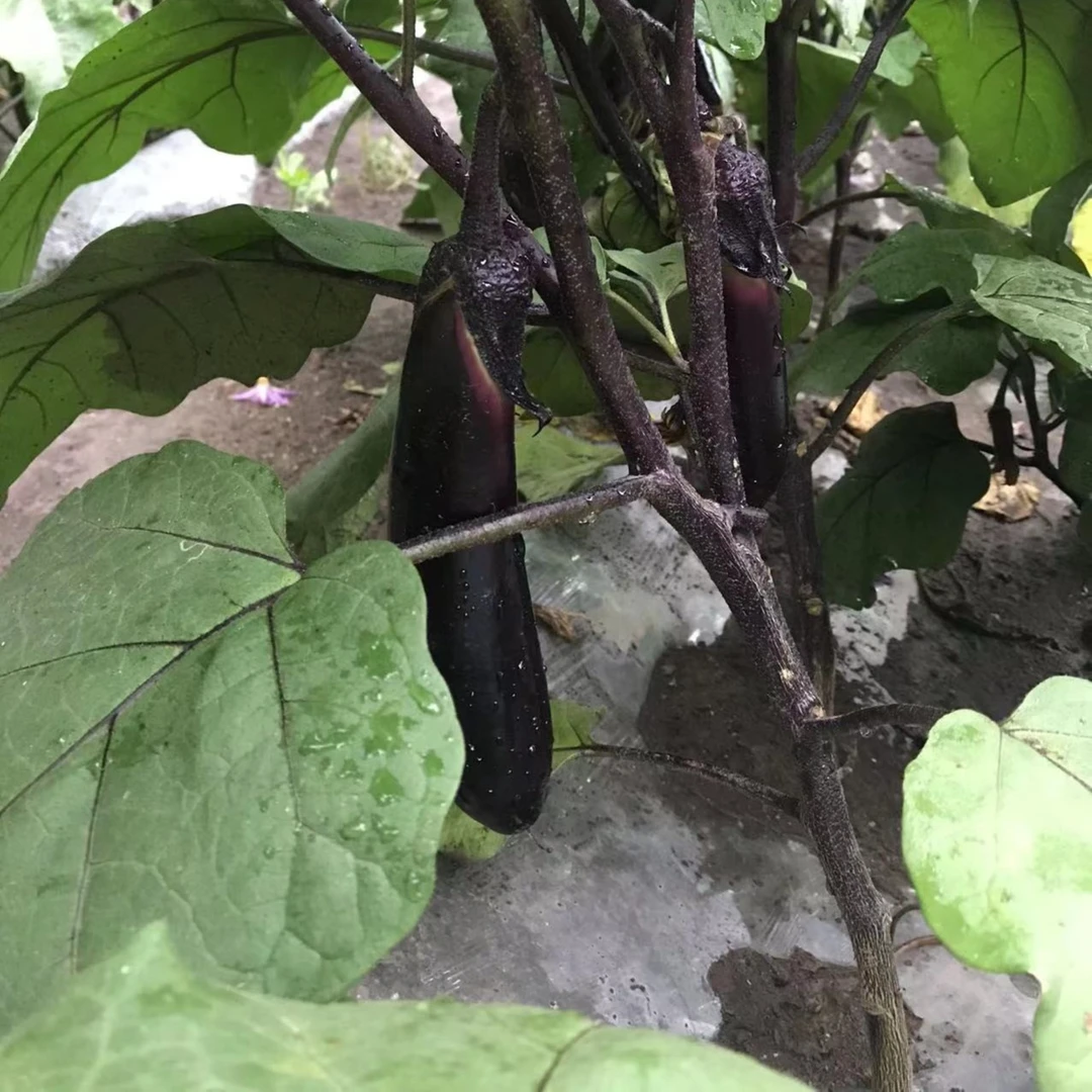 东北农家小园紫把茄子3斤/5斤