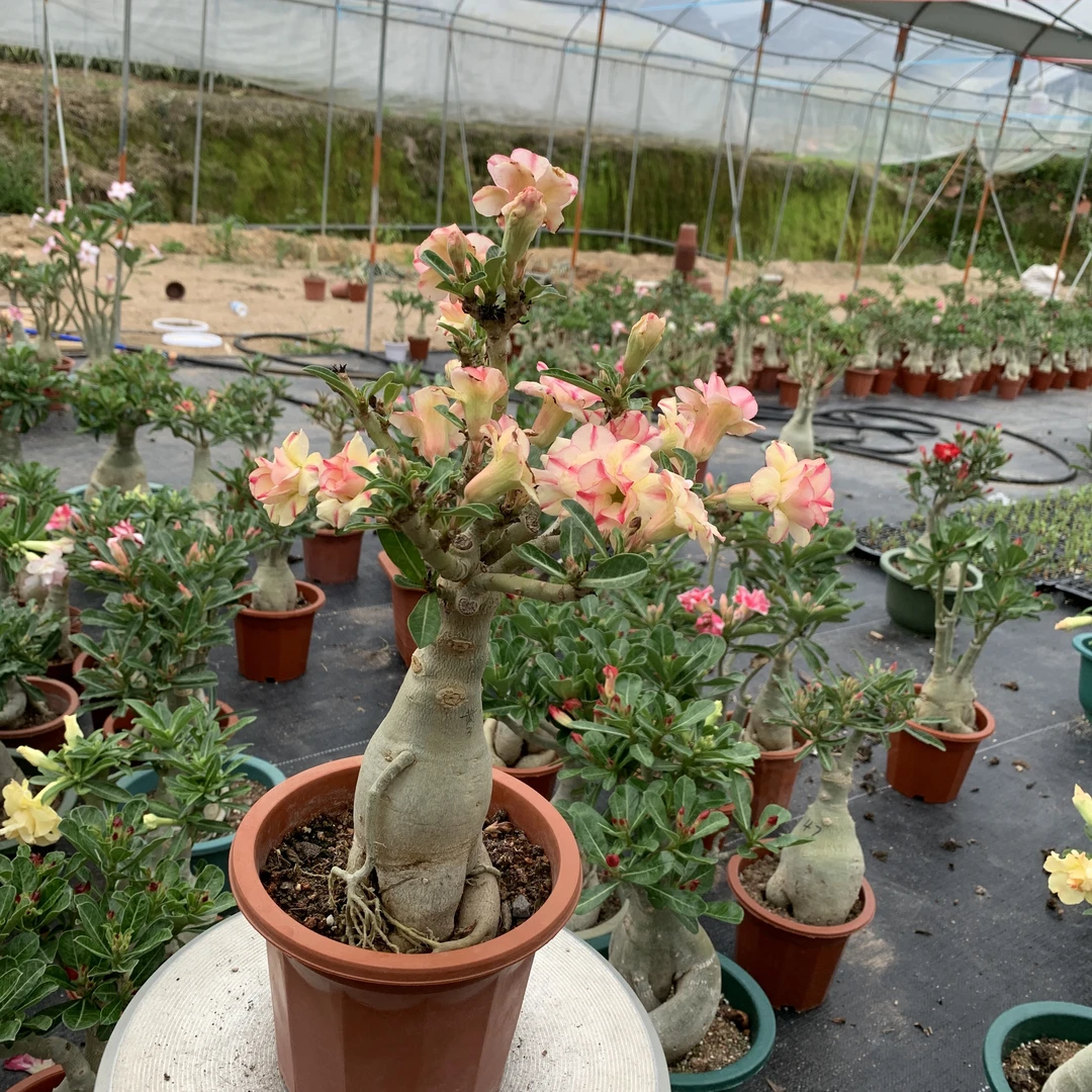 沙漠玫瑰基地直播一物一拍