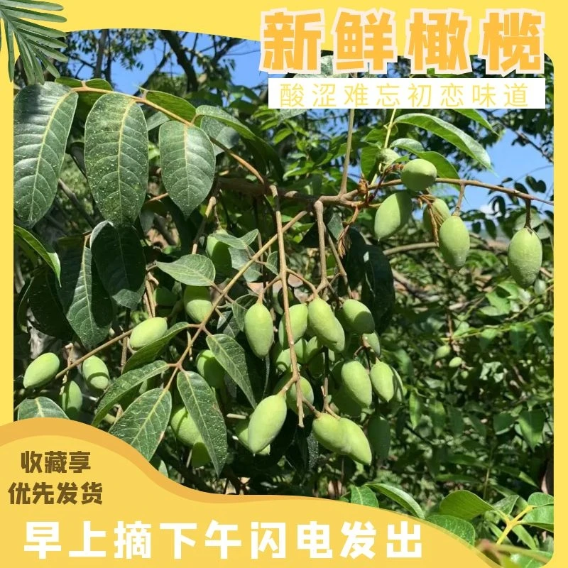 福榄鲜青枣脆福建闽侯新鲜青橄榄现摘净重1/3/5斤煲汤鲜嫩清脆