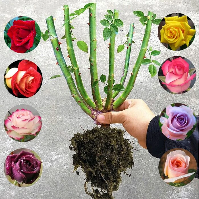 【云南直发，优质大苗】耐热好养，多色多品种玫瑰苗修剪好发货
