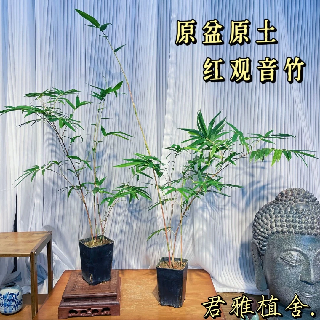 一物一拍红观音竹绿观音竹米竹红寒竹紫寒竹内门室内观赏禅意空间