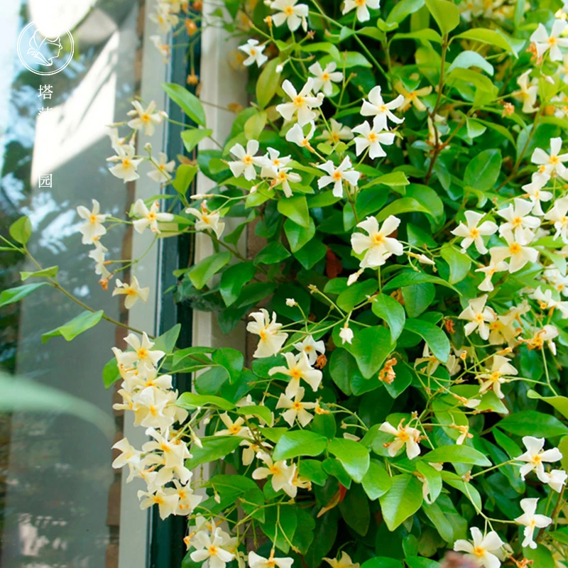 塔莎的花园 风车茉莉爬藤植物大苗络石藤本四季浓香花卉盆栽植物