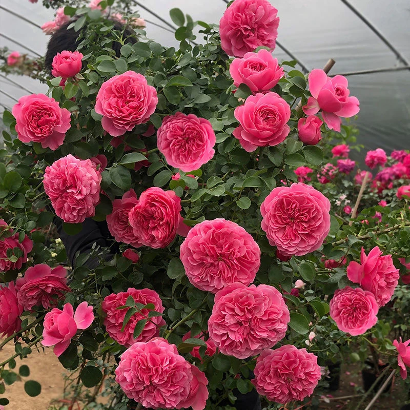 粉达中苗藤本月季粉色达芬奇月季粉达花爬藤家庭盆栽庭院耐寒花卉