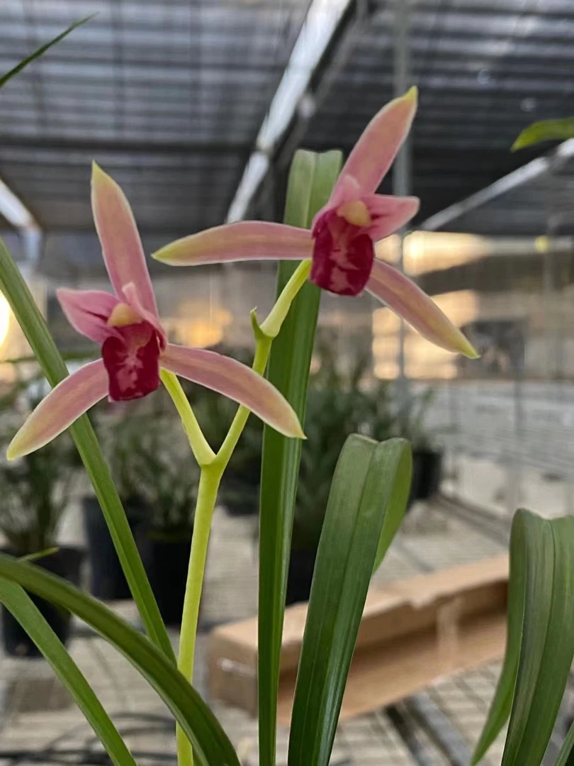 兰花绿植盆栽建兰名品色花（贵妃醉酒）浓香型勤花勤芽高雅大气