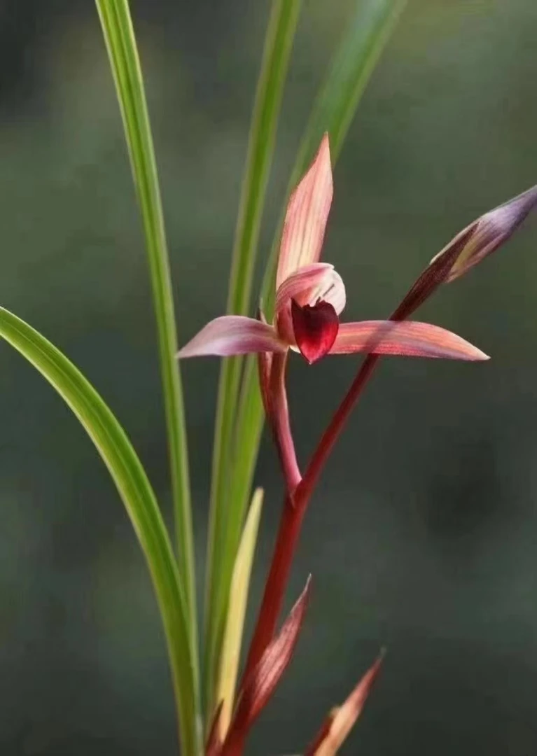 兰花绿植盆栽办公室高雅大气上档次浓香春兰红素（滇红素）勤花