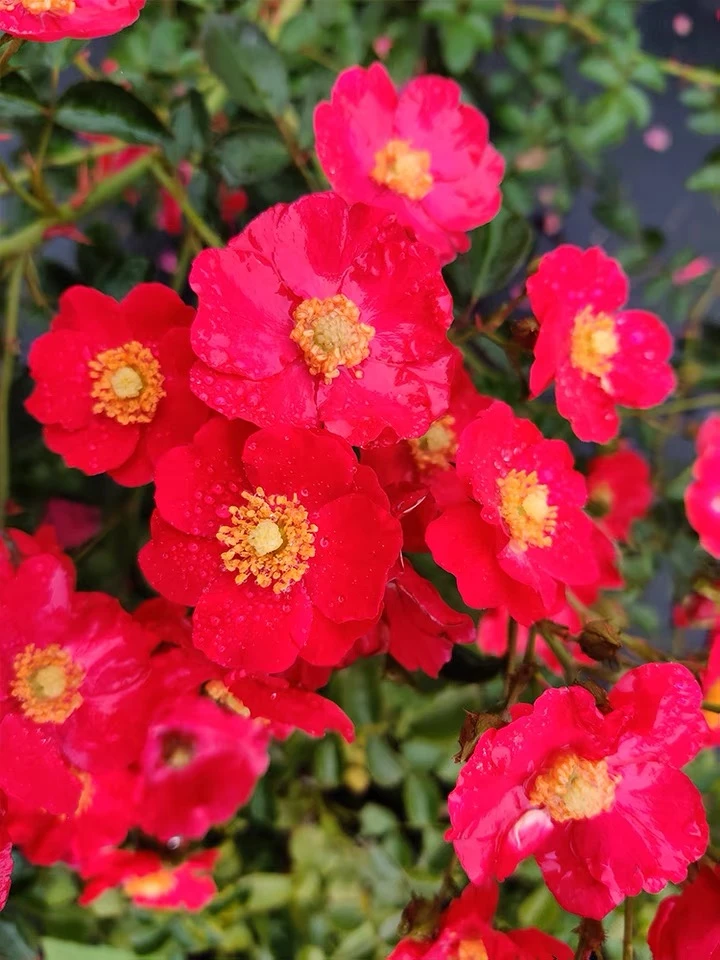 红色天鹅绒地毯勤花皮特月季阳台盆栽花卉地被植物花苗5-9