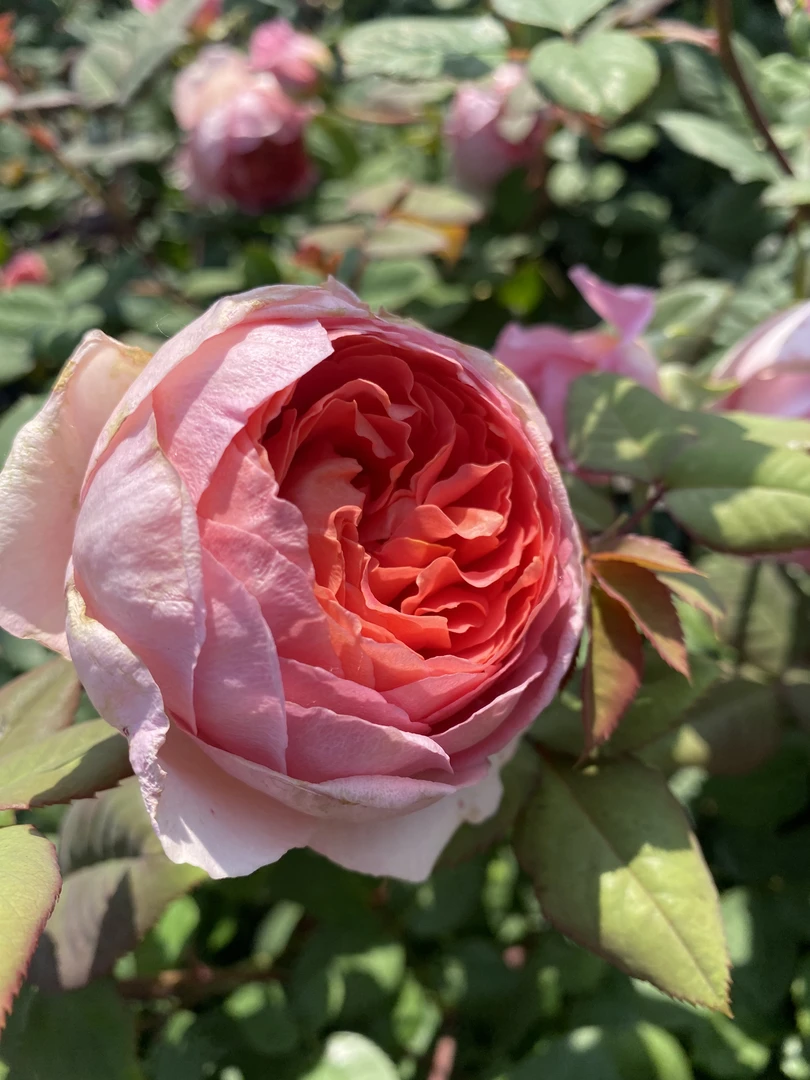 玫瑰花航行浓香大藤本两加仑带花带花苞玫瑰花树苗发货