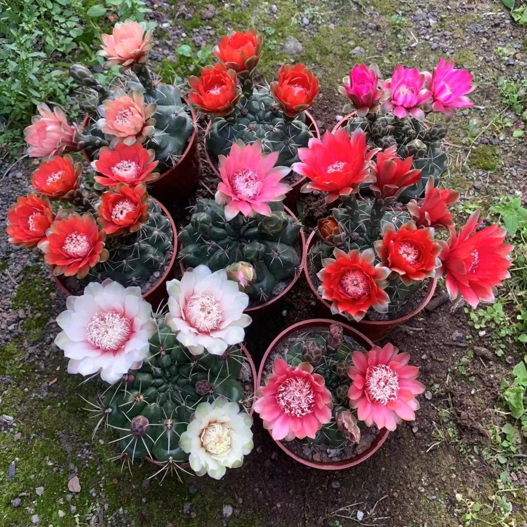 仙人球绯花玉开花仙人掌植物防辐射盆栽绿植花卉，不带花苞花色随