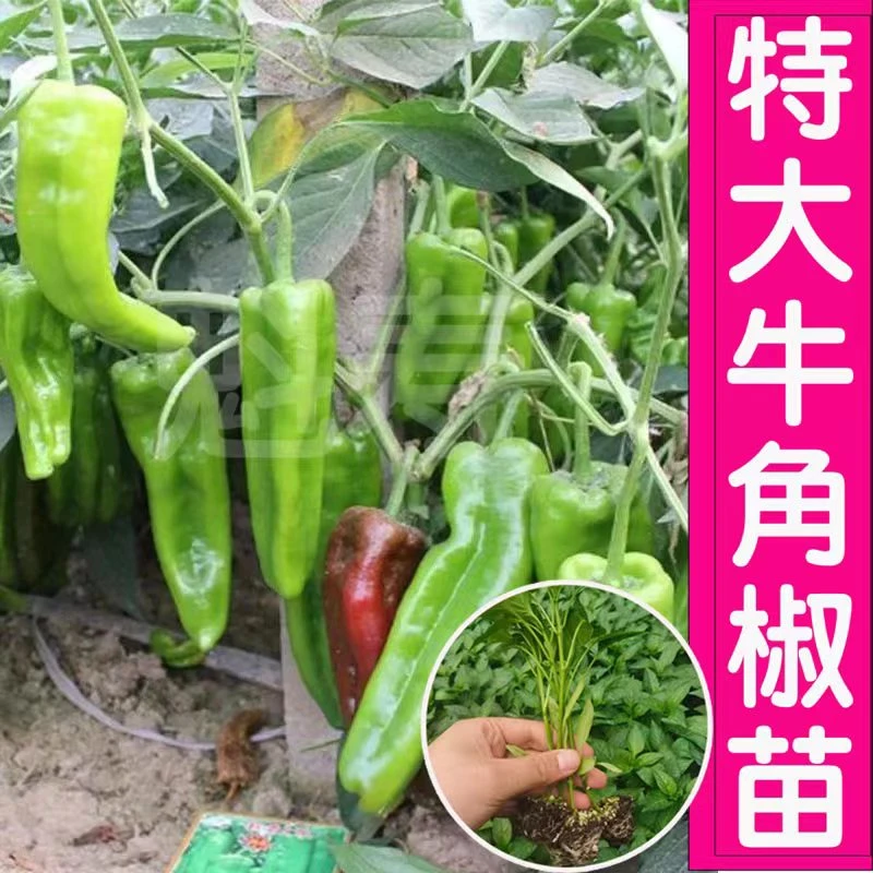 特大牛角椒种苗大果羊角青椒尖椒辣椒苗种籽微辣新品种四季蔬菜孑