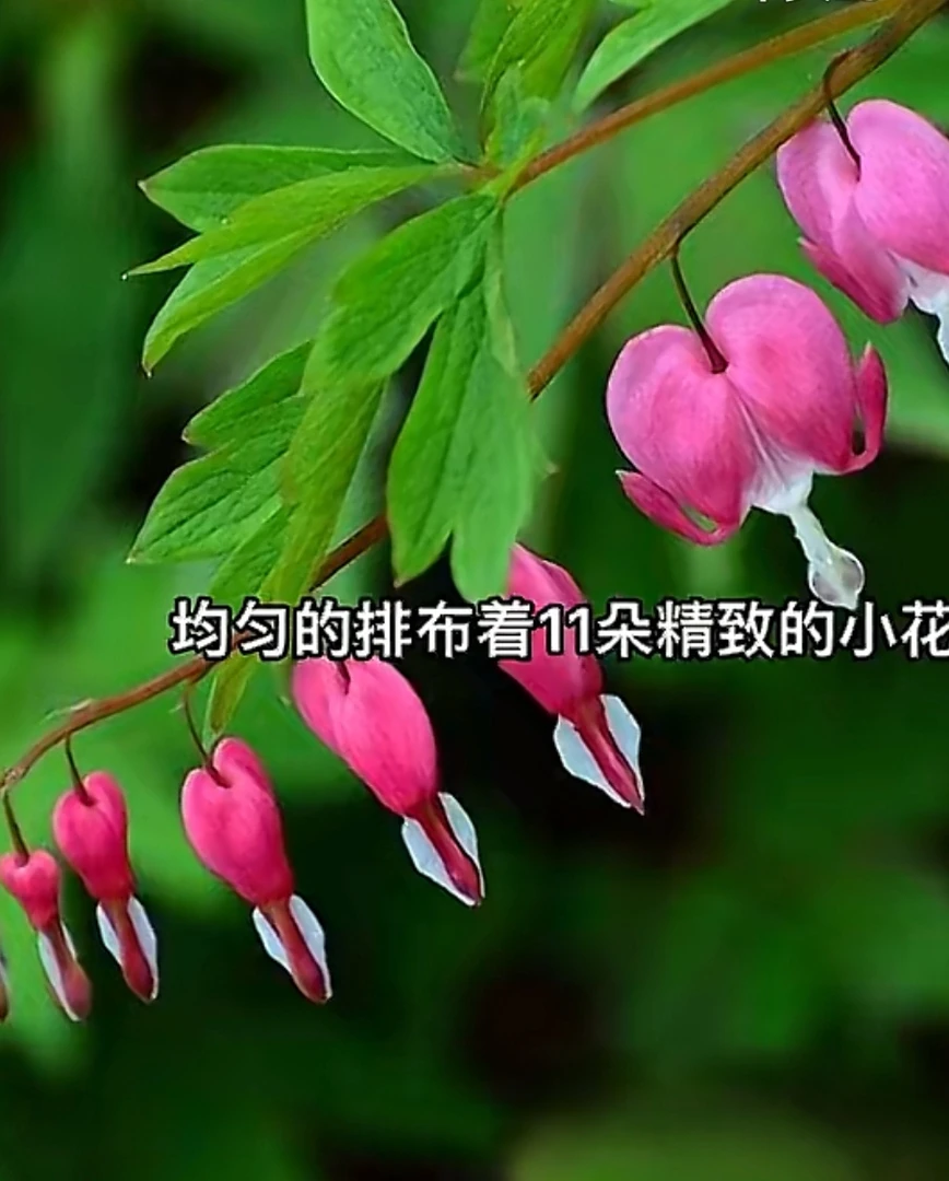 观赏花苗-荷包牡丹