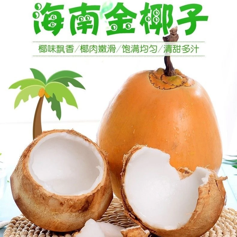 【东北西北专拍】海南热带特产带皮黄金椰子新鲜水果现摘6个9个