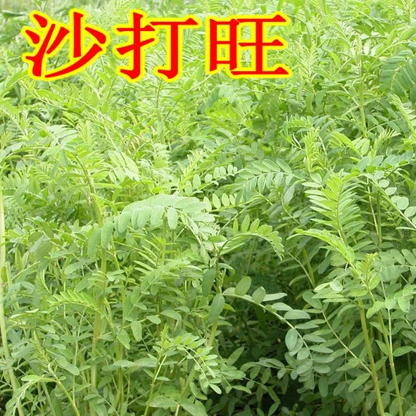 源头厂家沙打旺种子多年生牧草四季果园绿肥防沙固土护坡耐寒耐旱