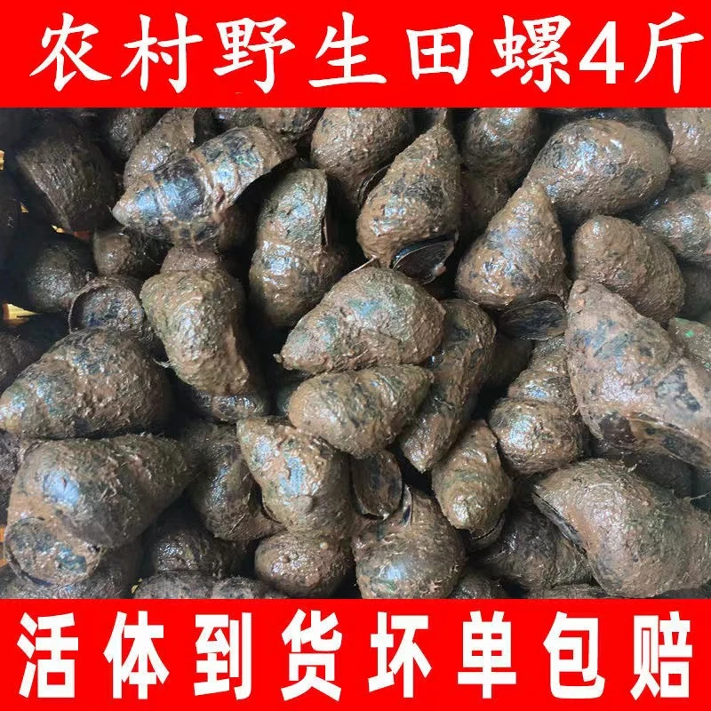 野生新鲜田螺  活体石螺  包活鲜螺蛳螺丝肉4斤包邮鲜活干净