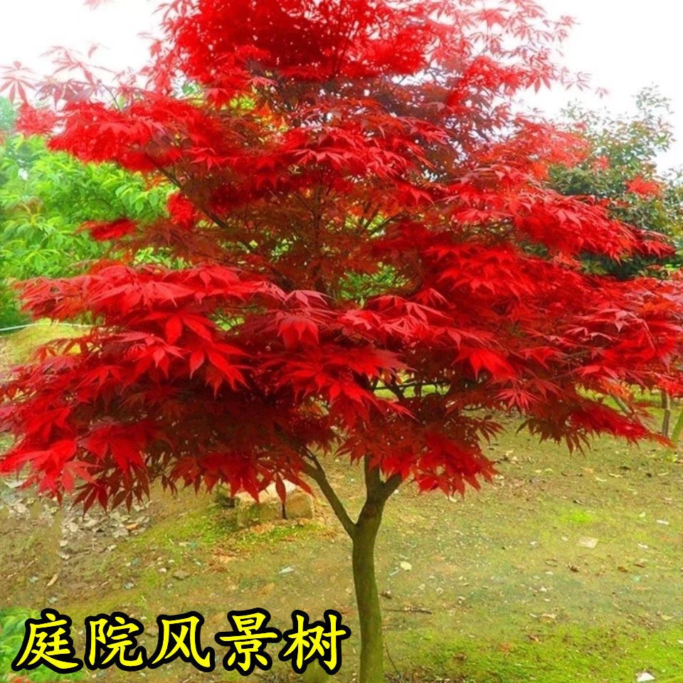 红枫树苗日本红舞姬美国红枫庭院别墅道路绿化四季种植中国红盆栽