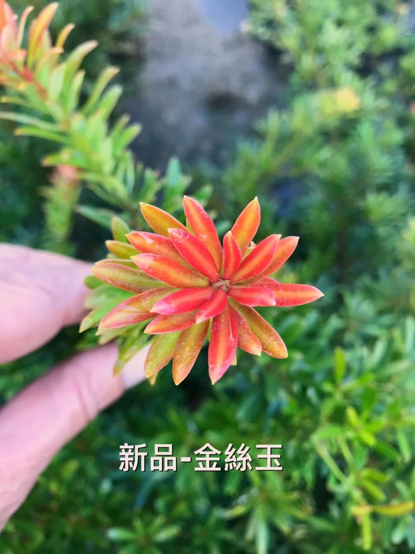 金丝玉海岛松多彩罗汉松品种中短叶品种嫁接大苗，高苑盆