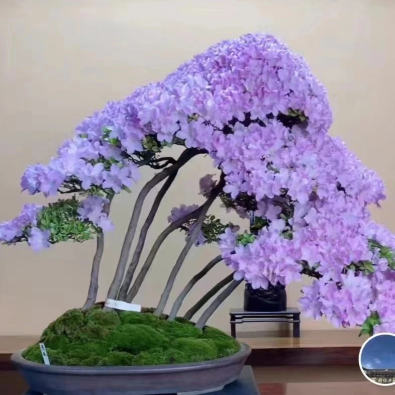 天花板级品种皋月杜鹃花：熏风 粉紫色花耐旱耐寒易养杜鹃花包邮