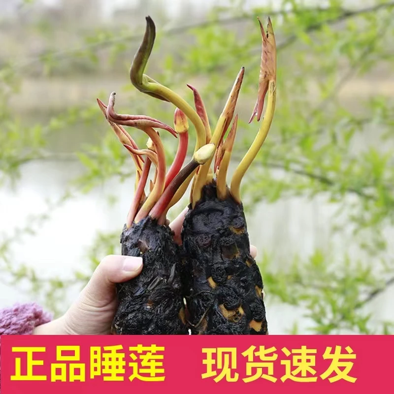 大睡莲根块池塘睡莲花带芽水培植物四季盆栽水养花卉荷花睡莲根茎