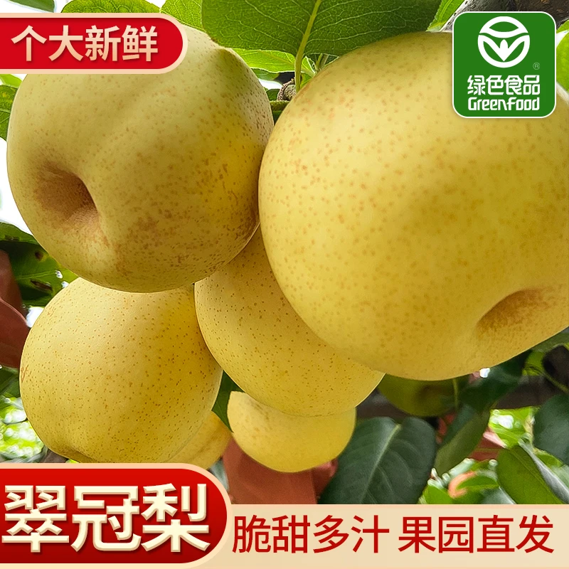 新鲜应季水果梨皮薄超甜梨批发5斤包邮梨子现摘翠冠梨