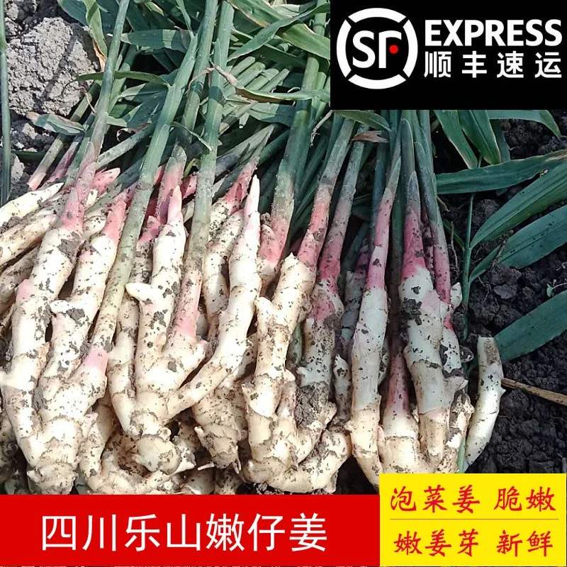 享果浓顺丰快递嫩姜乐山西坝生姜特产新鲜仔姜蔬菜醋泡姜子姜