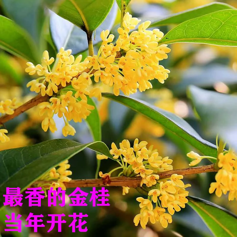 桂花树浓香型金桂丹桂四季桂嫁接的原生庭院别墅阳台办公大型绿植