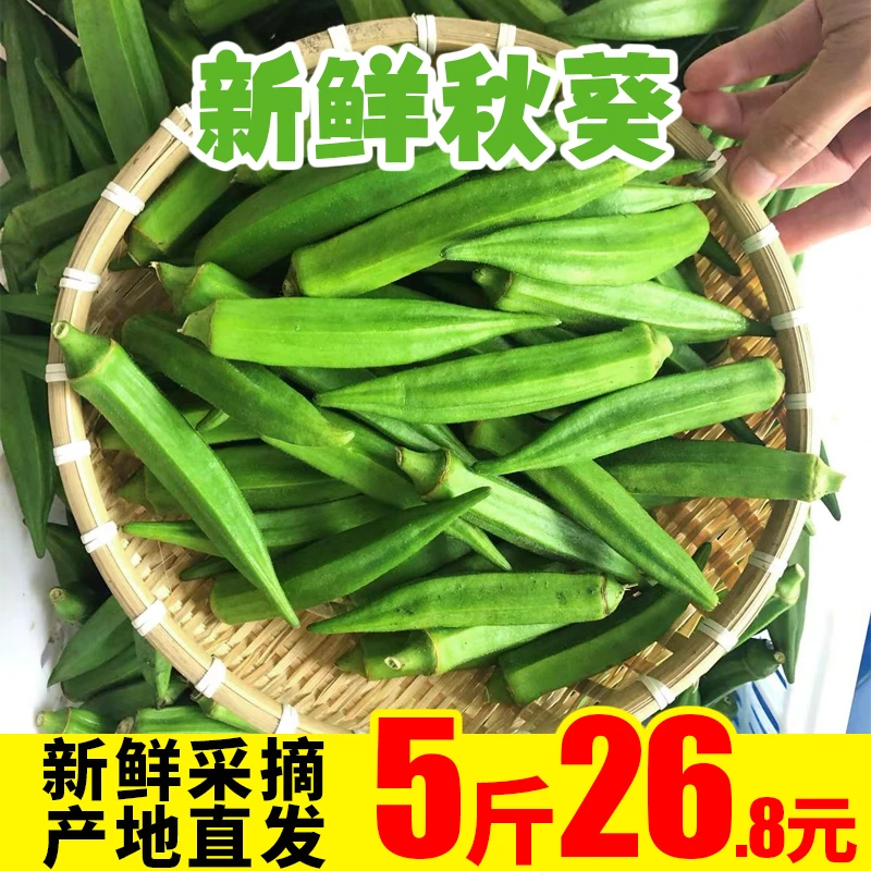 福建漳州新鲜水果秋葵约5斤装应当季蔬菜黄秋葵羊豆角3斤现摘现发