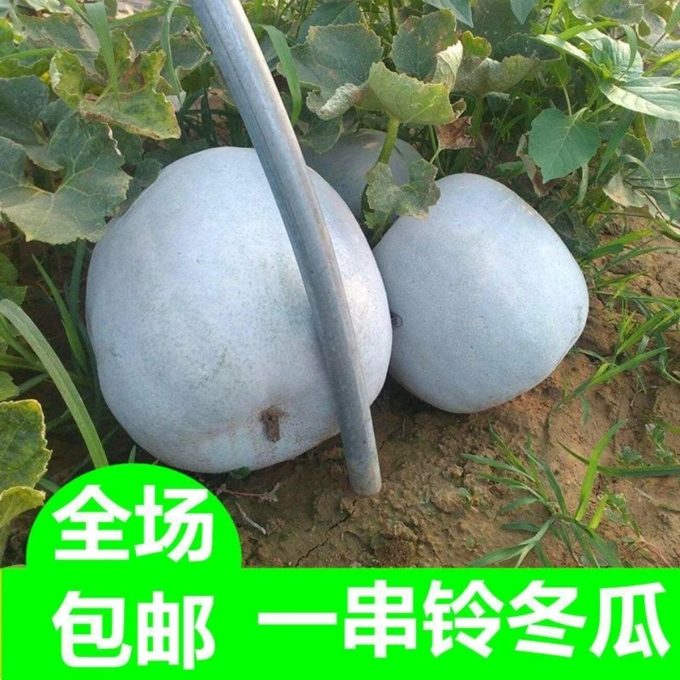 农家自种新鲜小冬瓜香冬瓜个头较小清香口感迷你白皮小冬瓜3到5斤