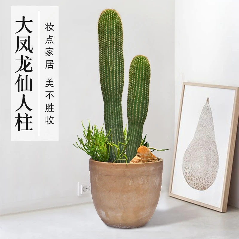 大凤龙仙人柱多肉植物大型仙人球仙人掌肉肉绿植花卉盆栽防辐射